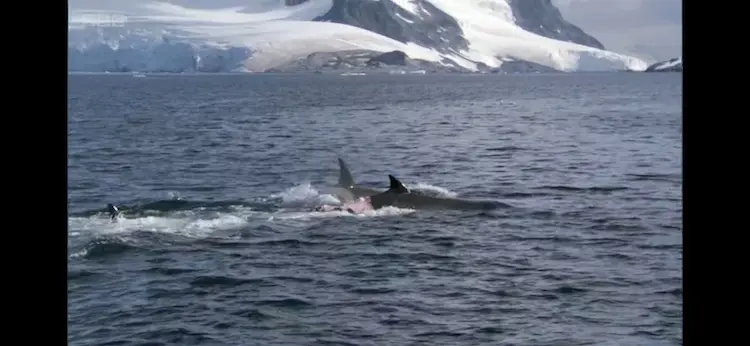Killer whale (Orcinus orca) as shown in Frozen Planet - Summer